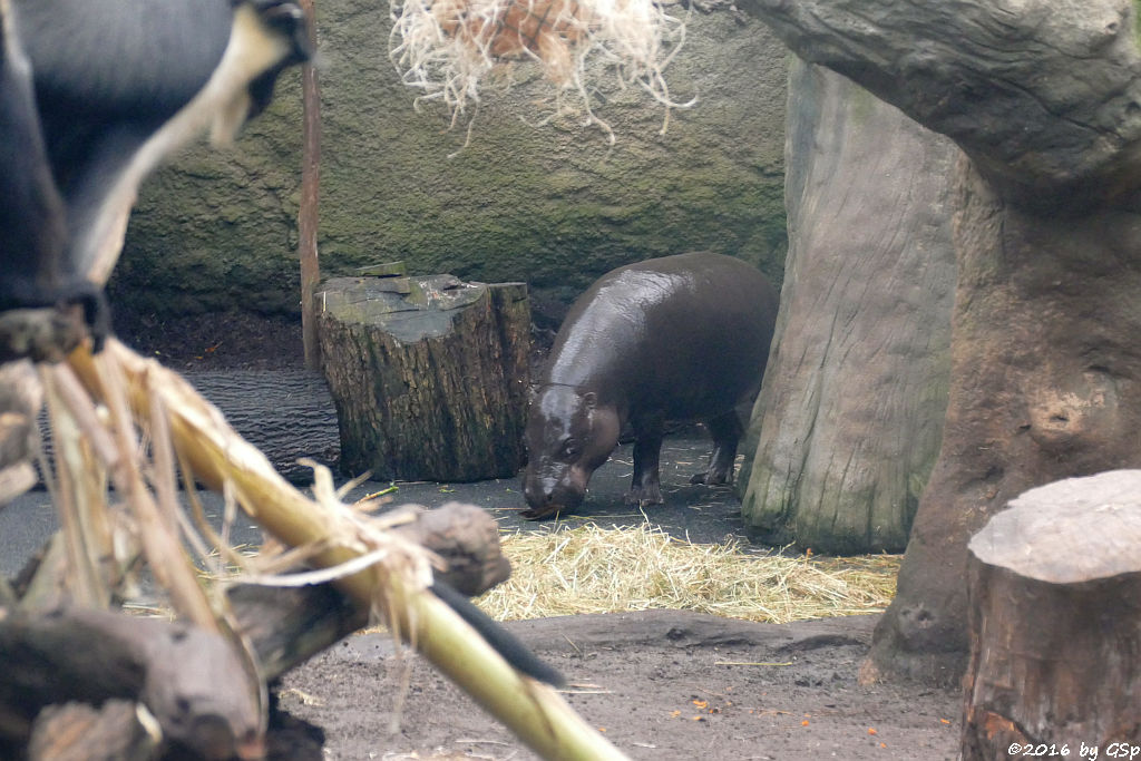 Kirk-Dikdik (Kirk-Rüsseldikdik, Kirks Zwergrüsseldikdik), Jungtier geb. am 29.07.16