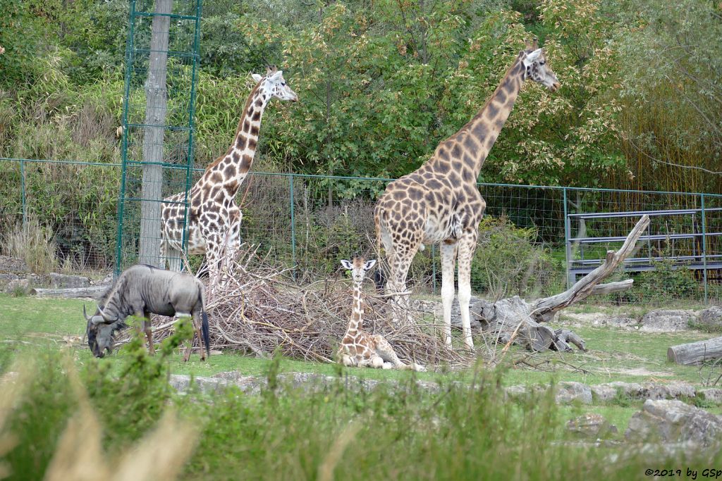 Streifengnu, Rothschildgiraffe (Uganda-Giraffe, Baringo-Giraffe)