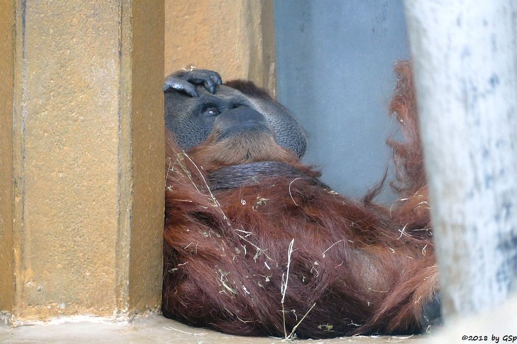 Sumatra-Orang-Utan JAMBI