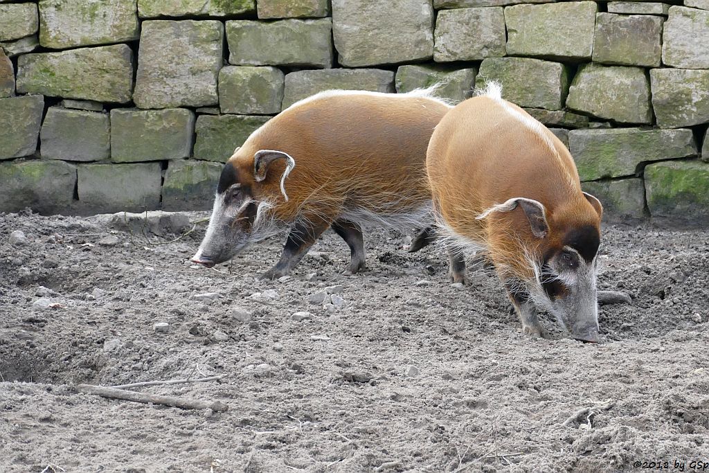 Pinselohrschwein (Rotes Flussschwein)