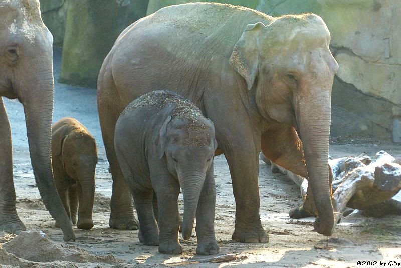 LAONGDAW, BINDI, RAJENDRA, TONG KOON