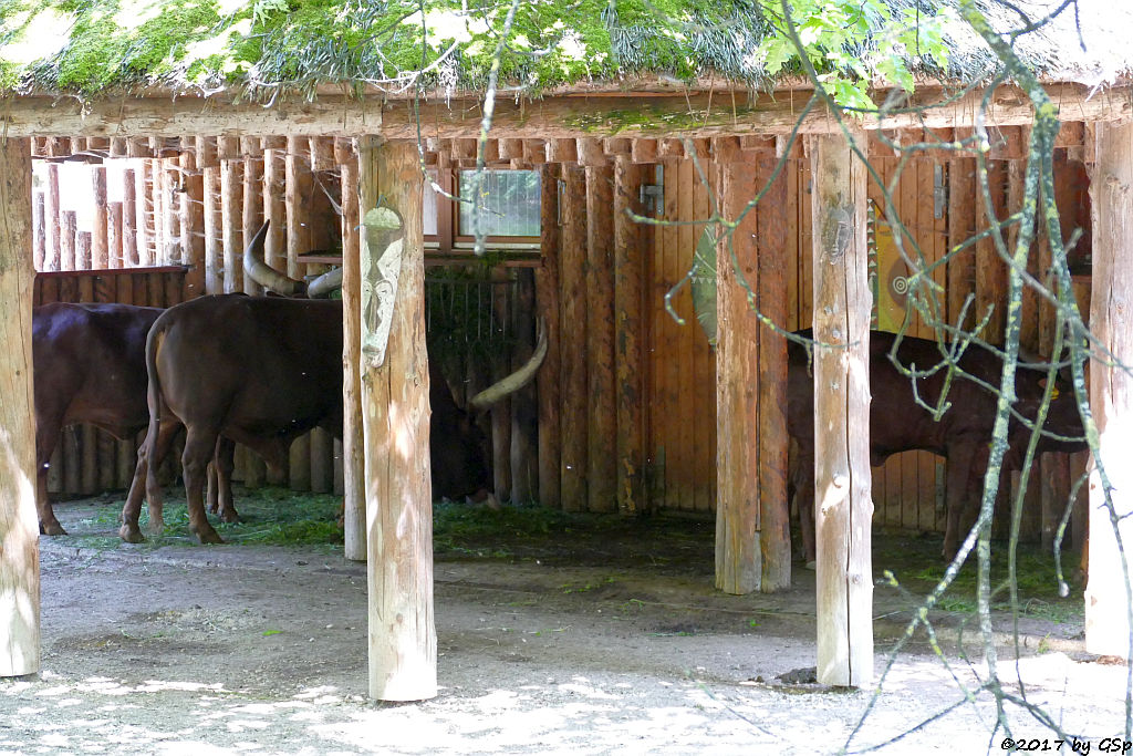 Watussi-Rind (Ankole, Ankolerind)