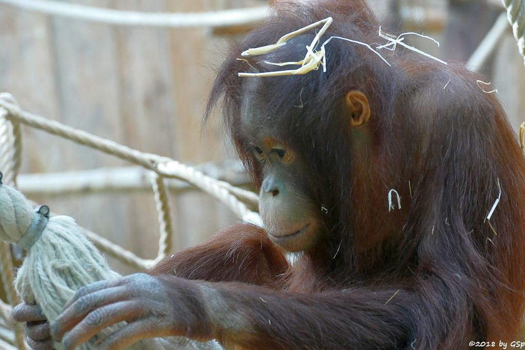 Borneo-Orang-Utan