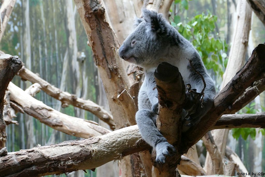 Queensland-Koala TINAROO