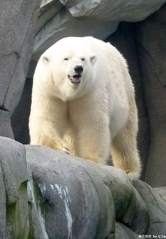 Eisbär