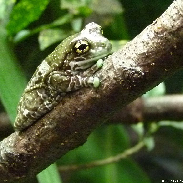 Baumhöhlen-Krötenlaubfrosch