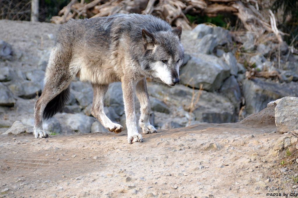 Westlicher Timberwolf (Mackenzie-Valley-Wolf)