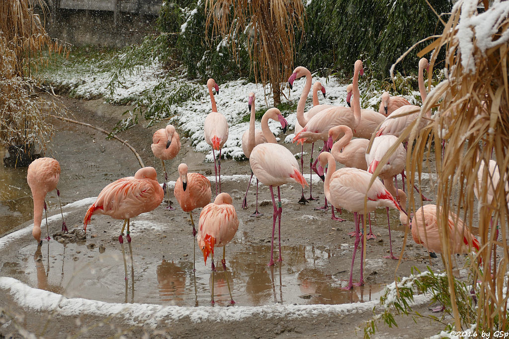 Chileflamingo, Rosaflamingo