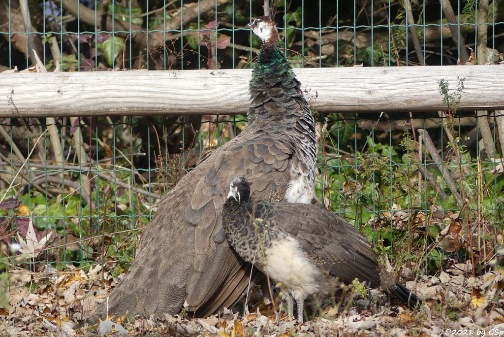 Blauer Pfau