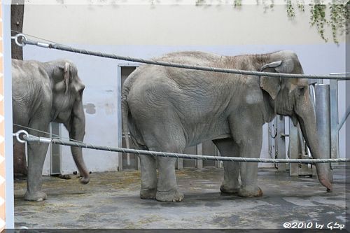 Asiatischer Elefant