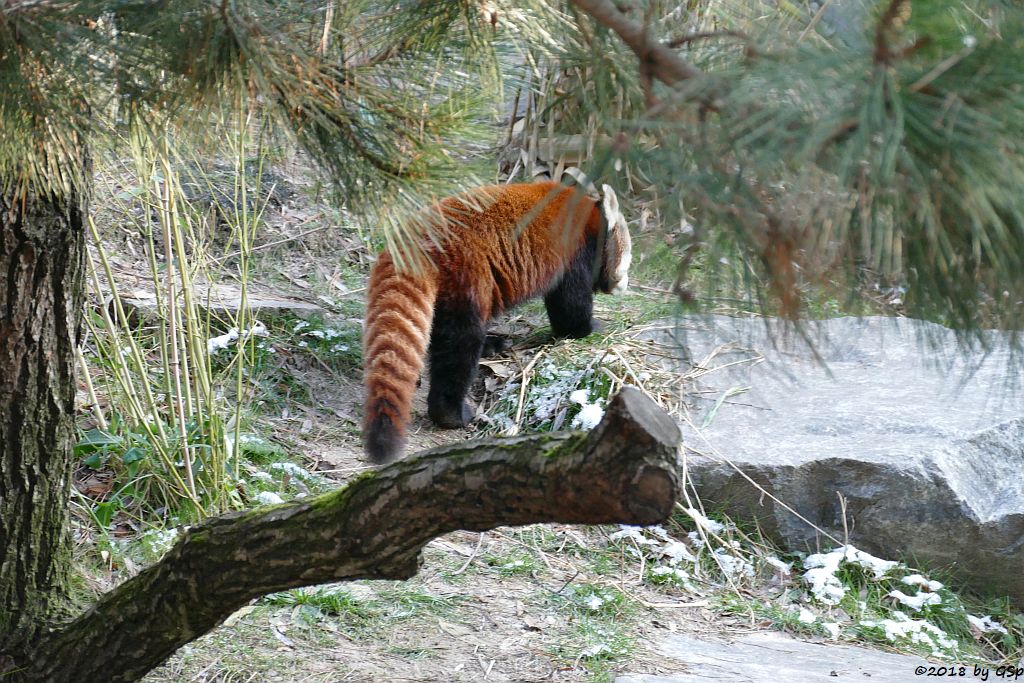 Westlicher Kleiner Panda (Westlicher Katzenbär, Nepalesischer Roter Panda)