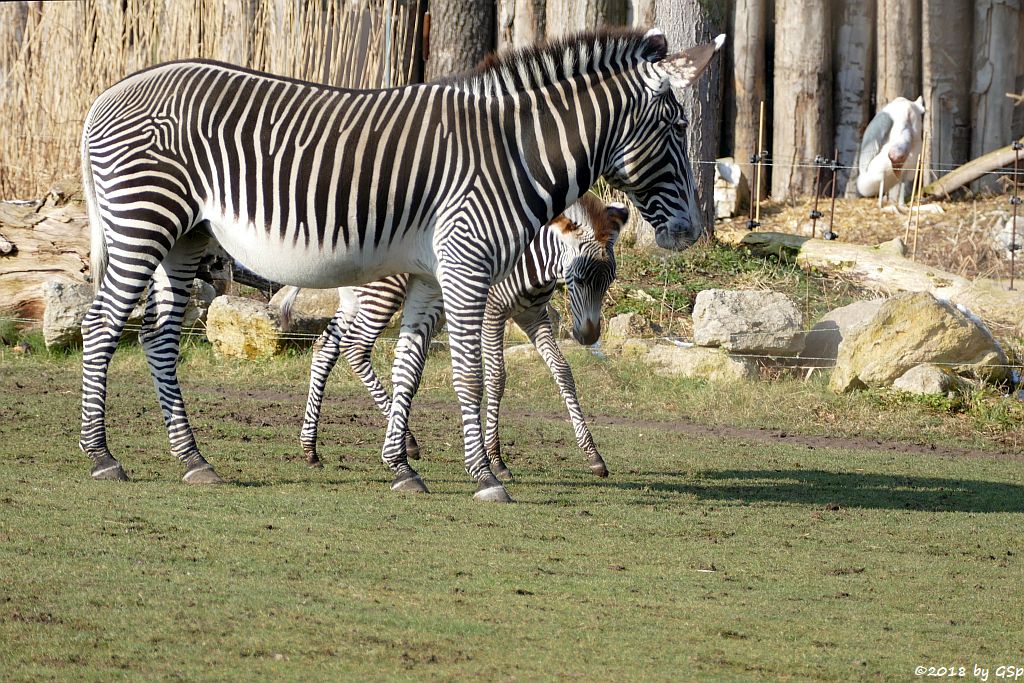 Grévy-Zebra, Afrikanischer Marabu