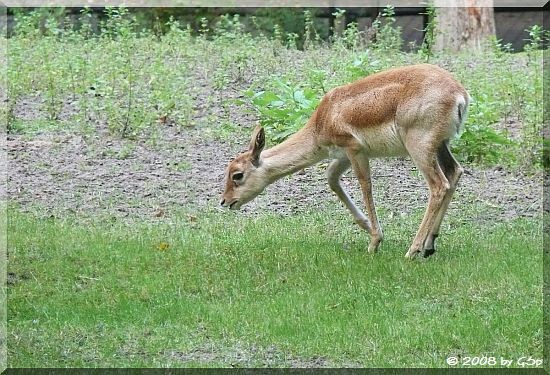 Hirschziegenantilope