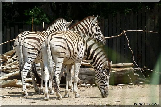 Damara-Zebra
