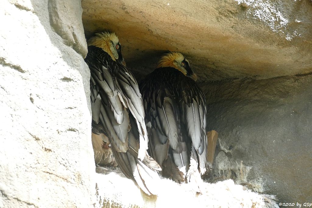 Eurasischer Bartgeier (Lämmergeier)