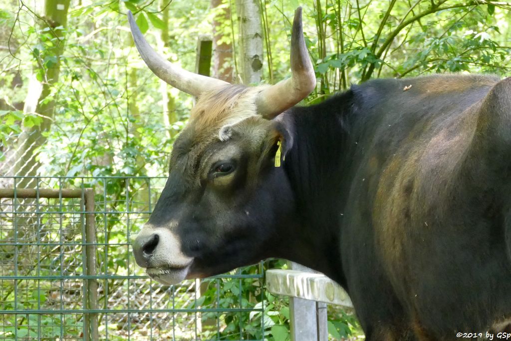 Heckrind (Rückgezüchteter Auerochse)