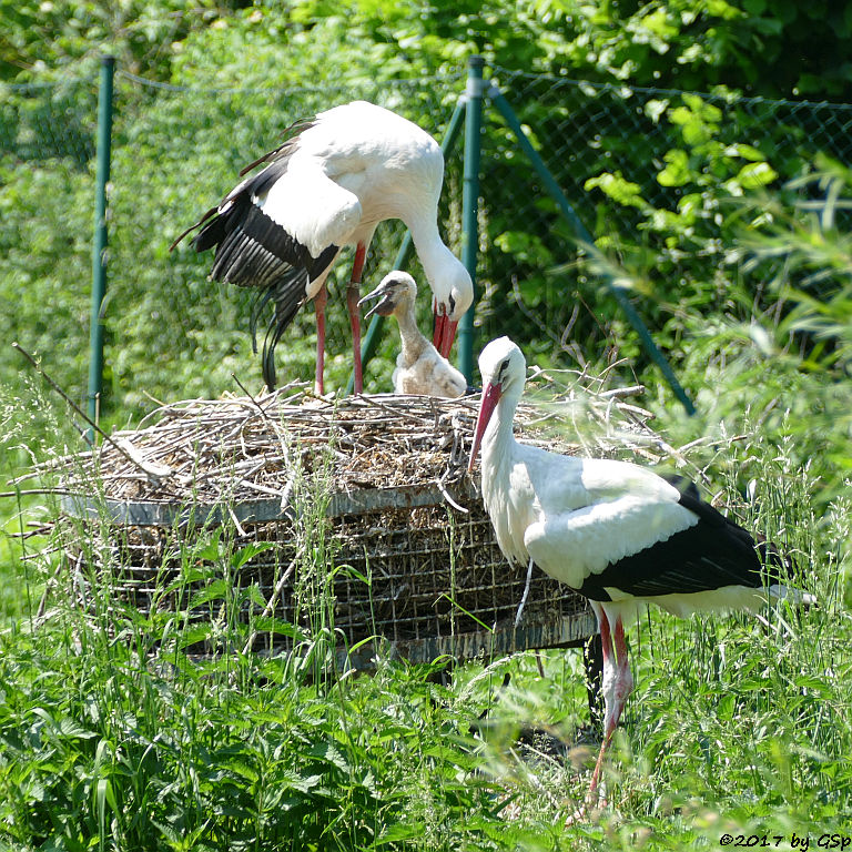 Weißstorch