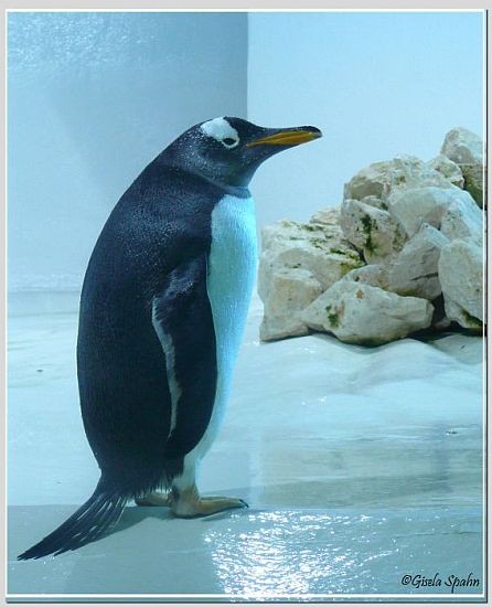 Eselspinguin