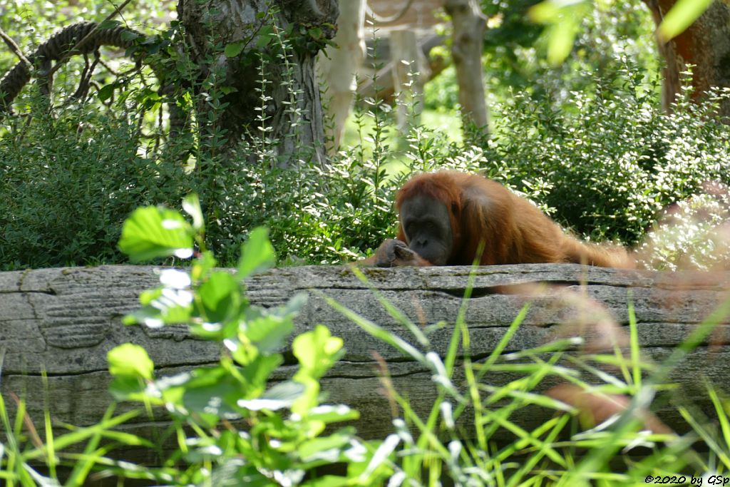 Sumatra-Orang-Utan