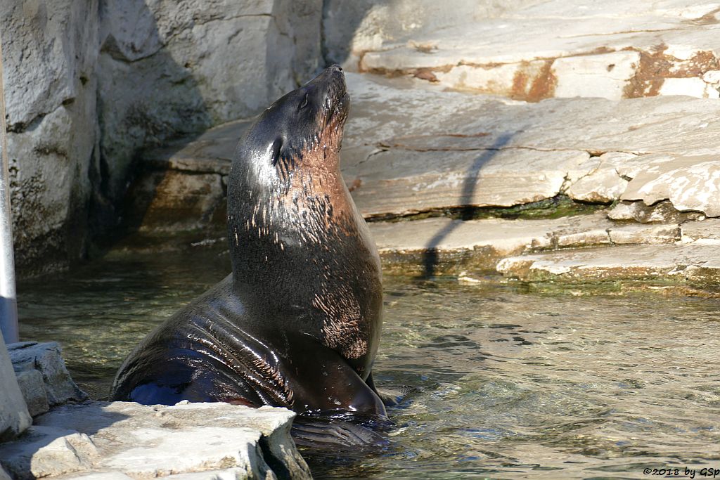 Südafrikanischer Seebär (Zwergseebär)