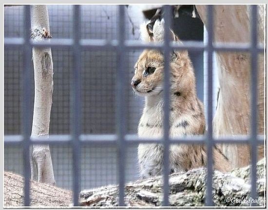 ServalServal JOKE, geb. 15.4.94 in Rhenen (NL), i.d. Wilhelma seit 24.01.95