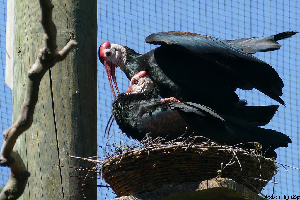 Glatzenkopfibis (Kahlkopfrapp, Glattnackenrapp, Glattnackenibis)