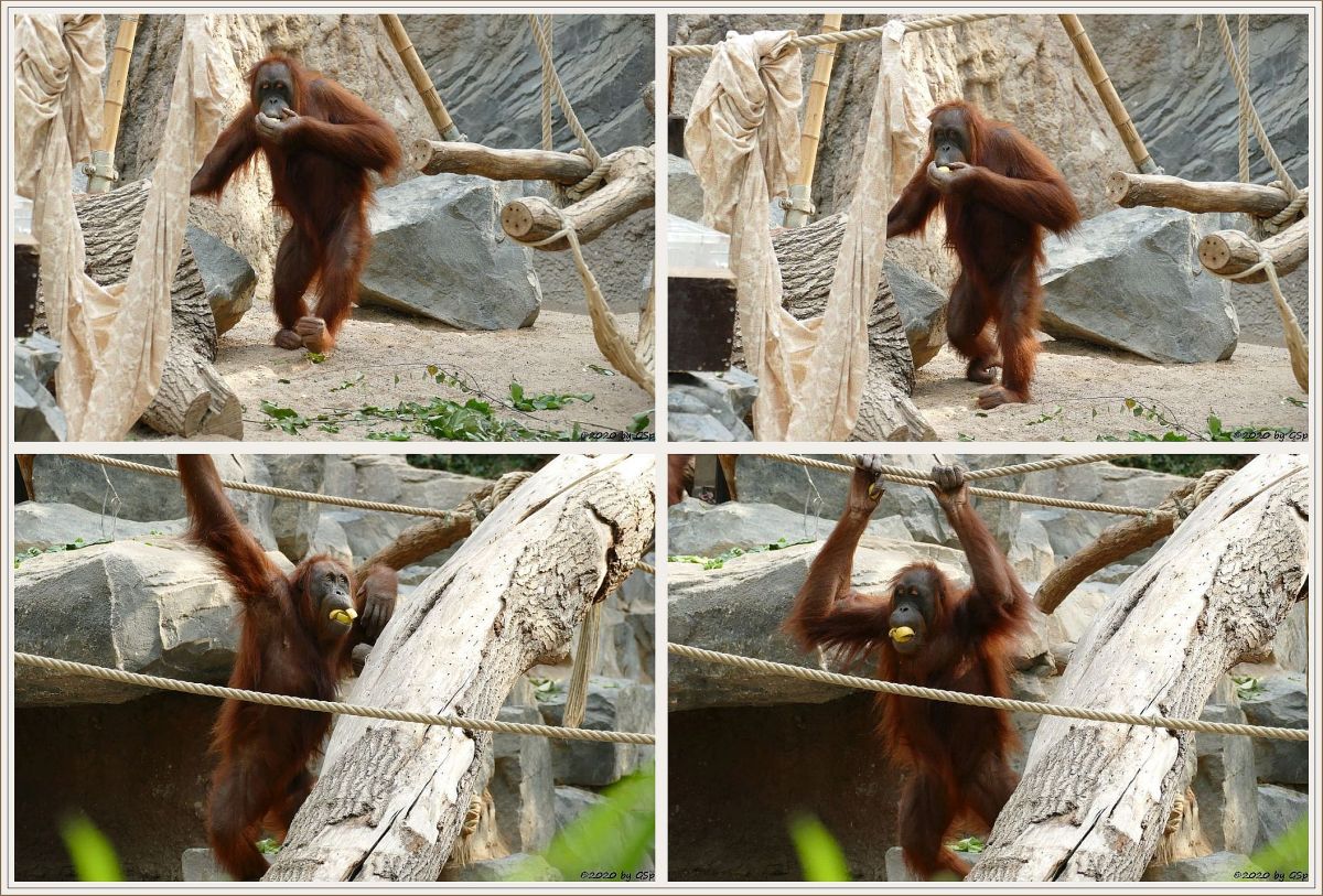 Sumatra-Orang-Utan