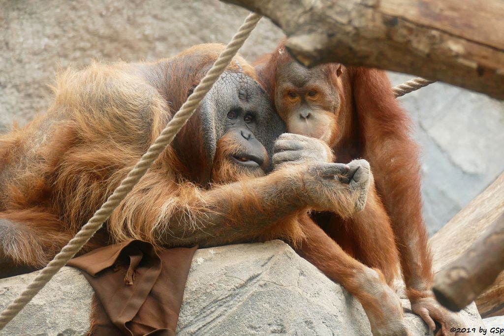 Sumatra-Orang-Utan TUAN und BATAK