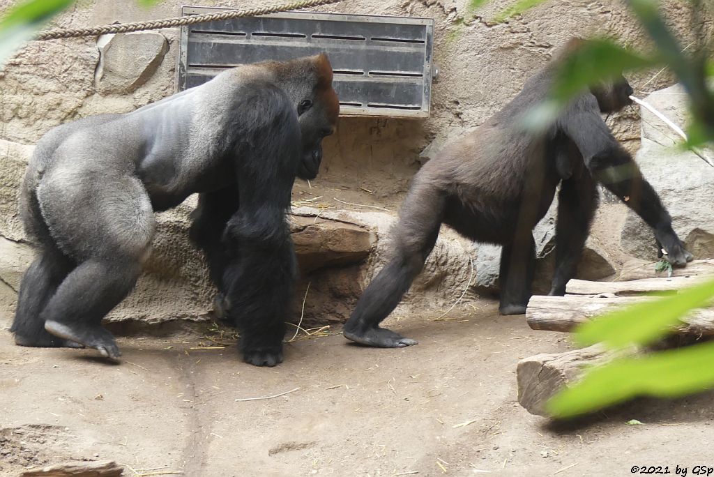 Westlicher Flachlandgorilla