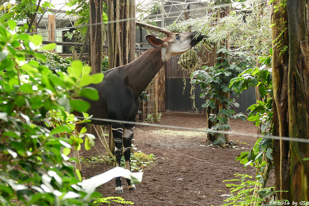 Okapi