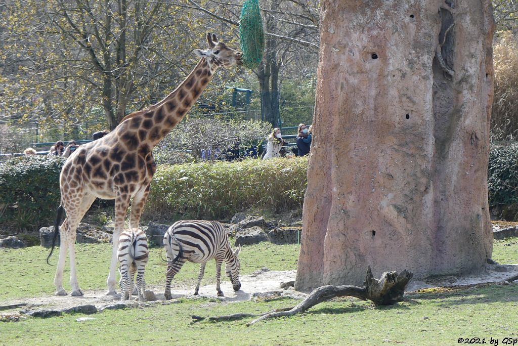 Rothschildgiraffe (Uganda-Giraffe, Baringo-Giraffe), Böhm-Steppenzebra (Grant-Zebra)