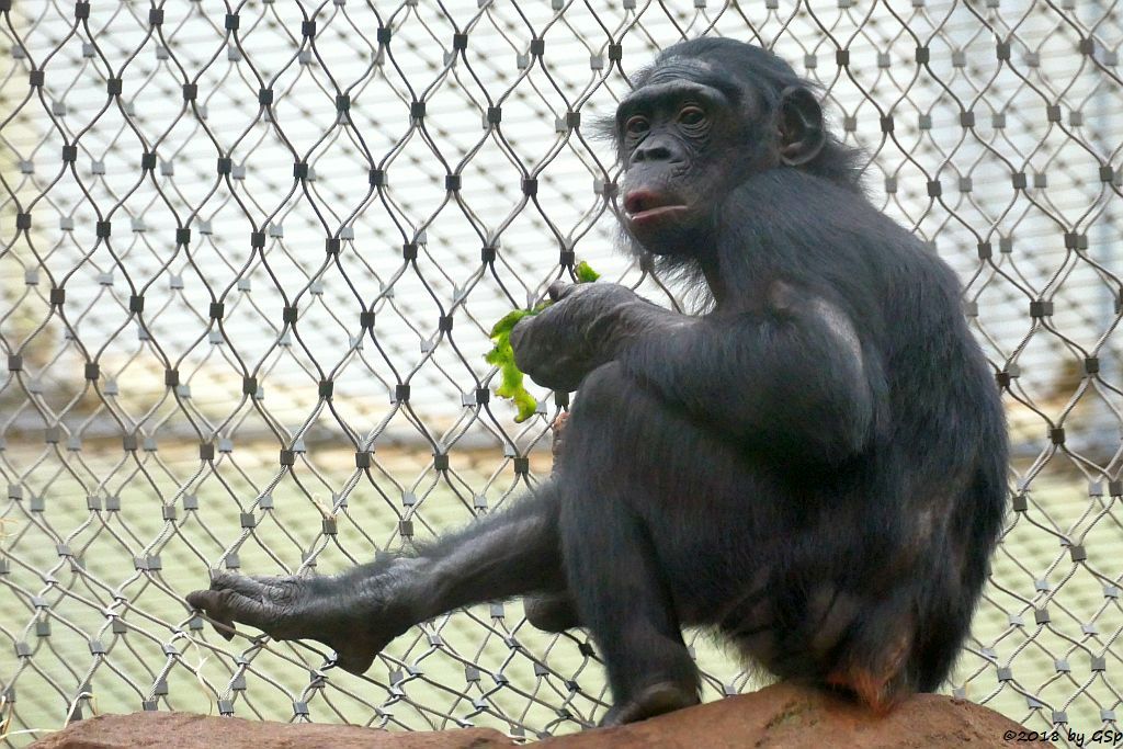 Bonobo (Zwergschimpanse)