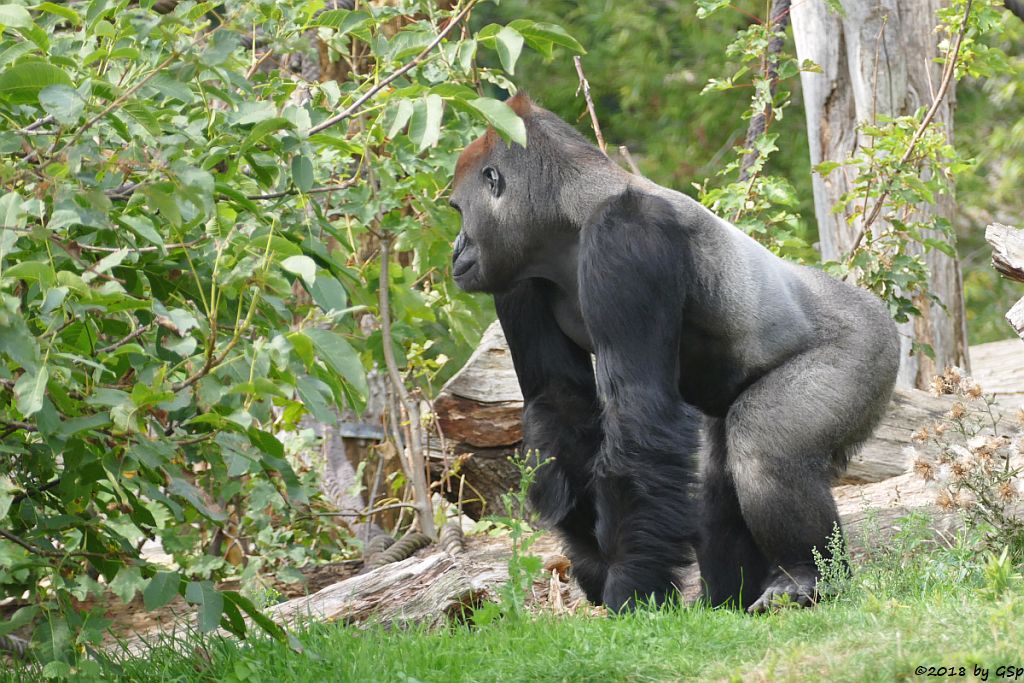 Flachlandgorilla ABEEKU