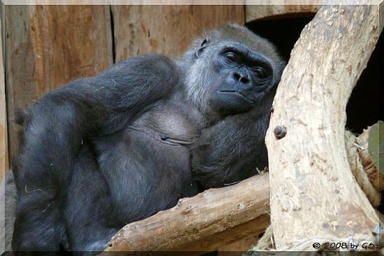 Flachlandgorilla