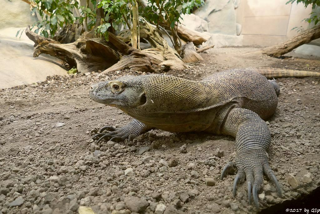 Komodowaran