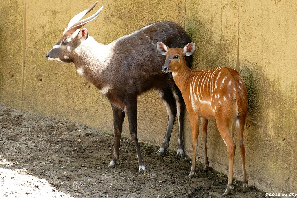 Westliche Sitatunga