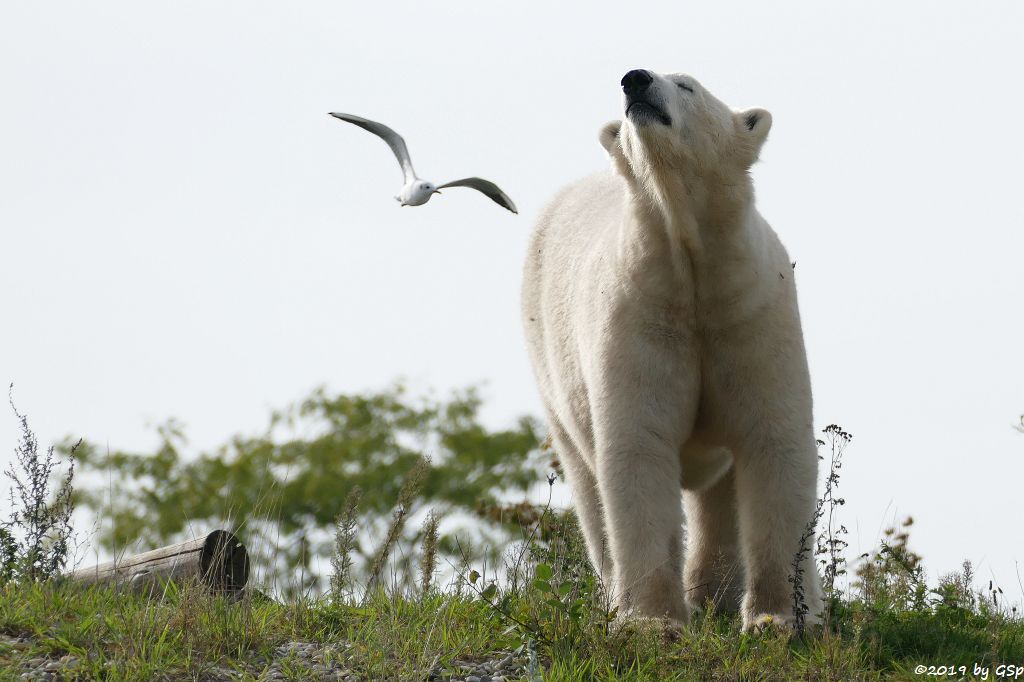 Eisbär (Polarbär)