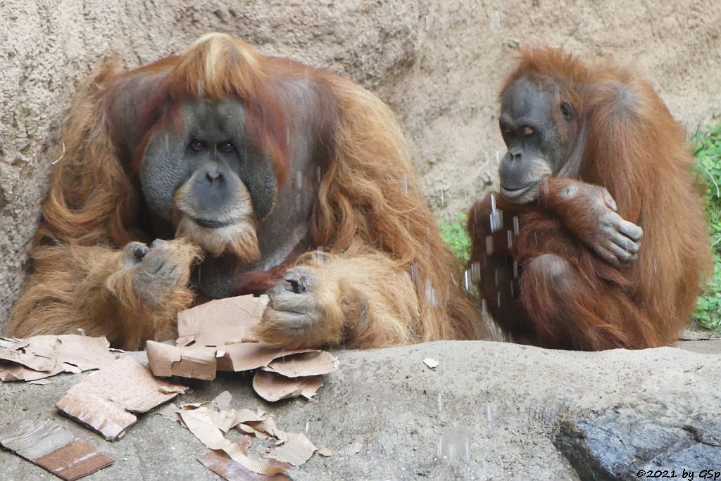 Sumatra-Orang-Utan BIMBO und DOKANA