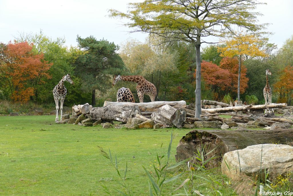 Rothschildgiraffe (Uganda-Giraffe, Baringo-Giraffe)