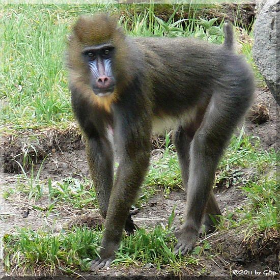 Mandrill