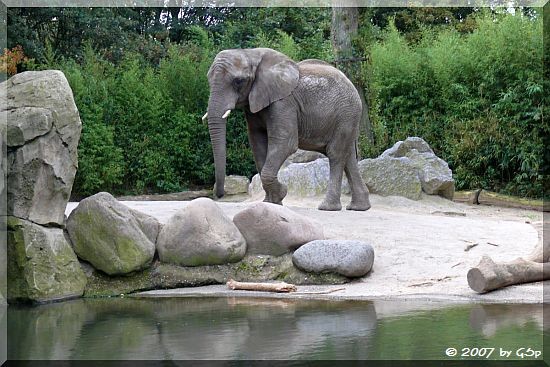 Afrikanischer Steppenelefant