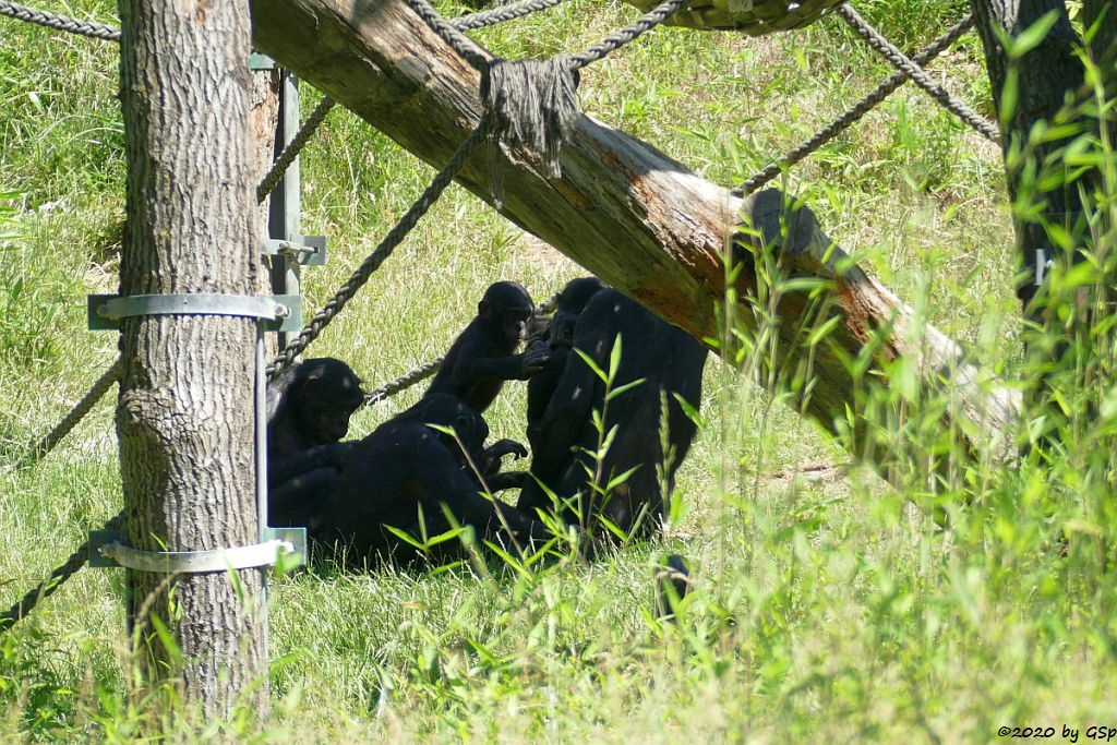 Bonobo (Zwergschimpanse)