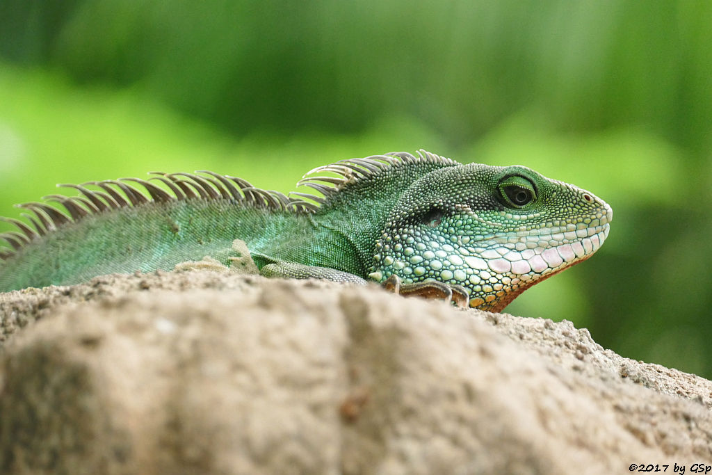 Grüne Wasseragame (Cochinchina-Wasseragame, Indochina-Wasseragame)