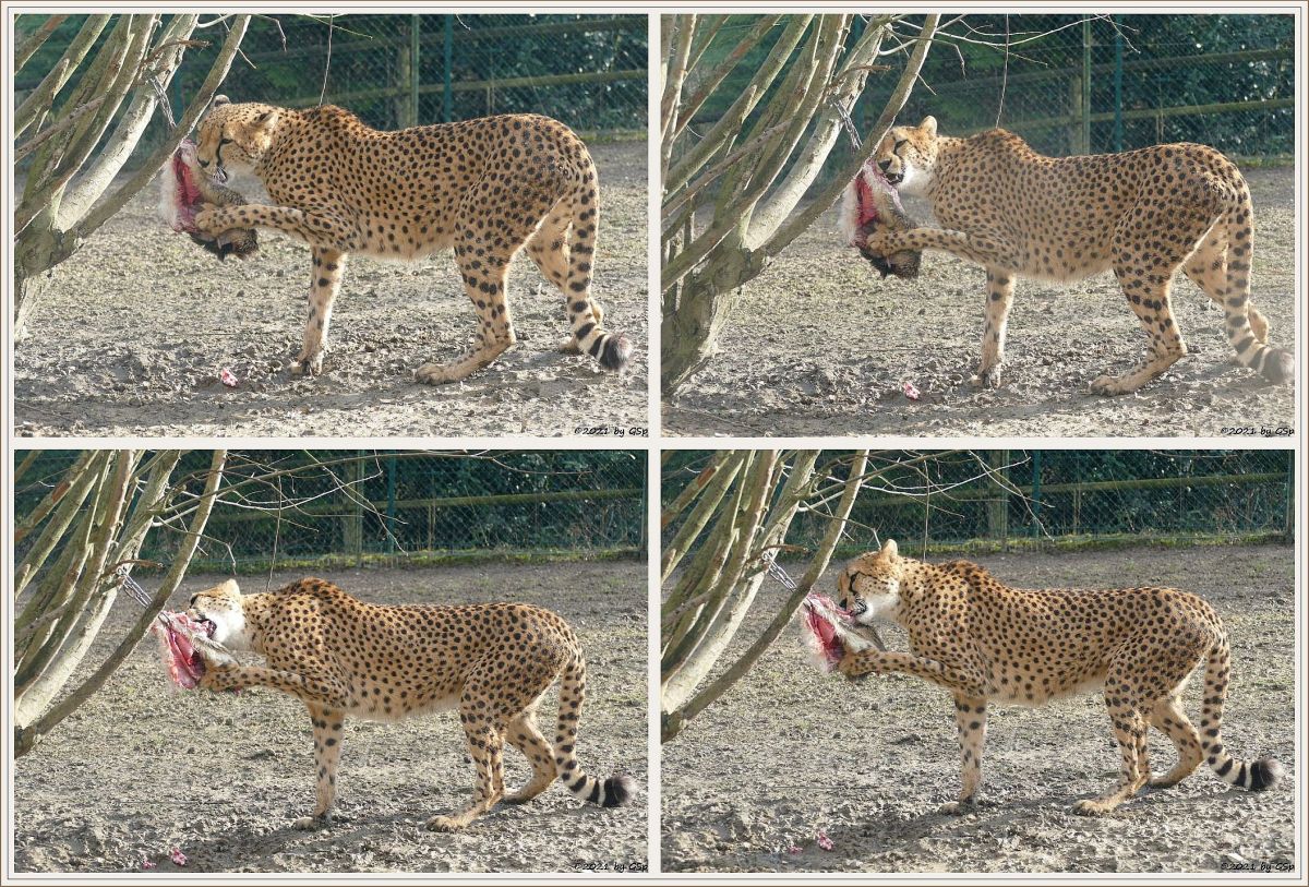 Südafrikanischer Gepard