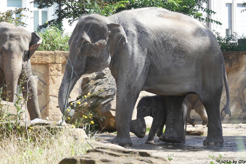 RANI mit SAVANI und AKITO