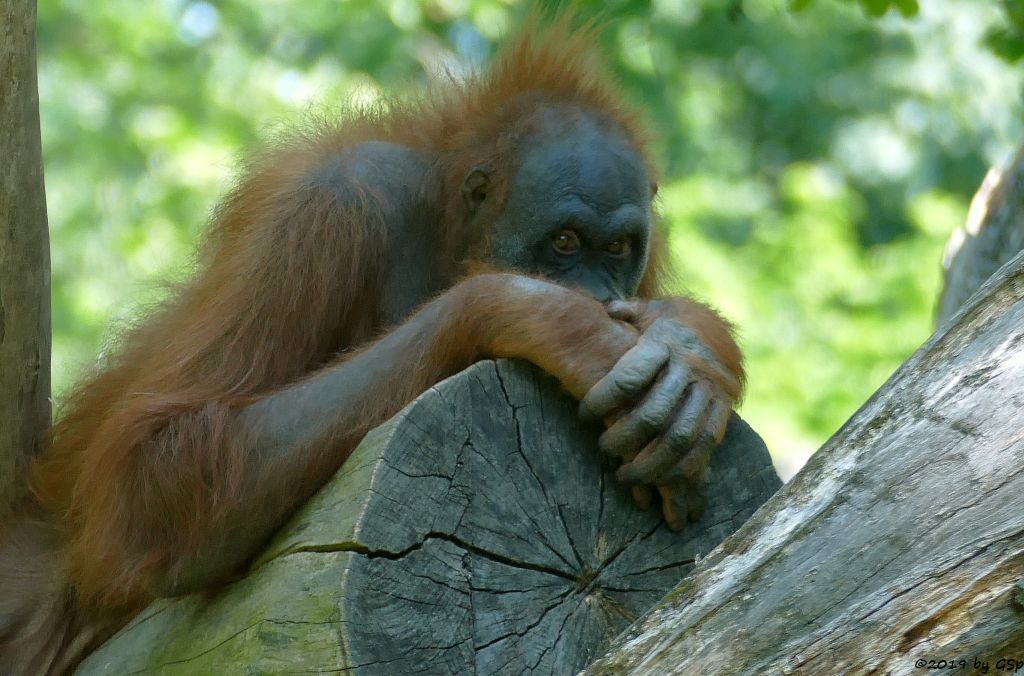 Sumatra-Orang-Utan