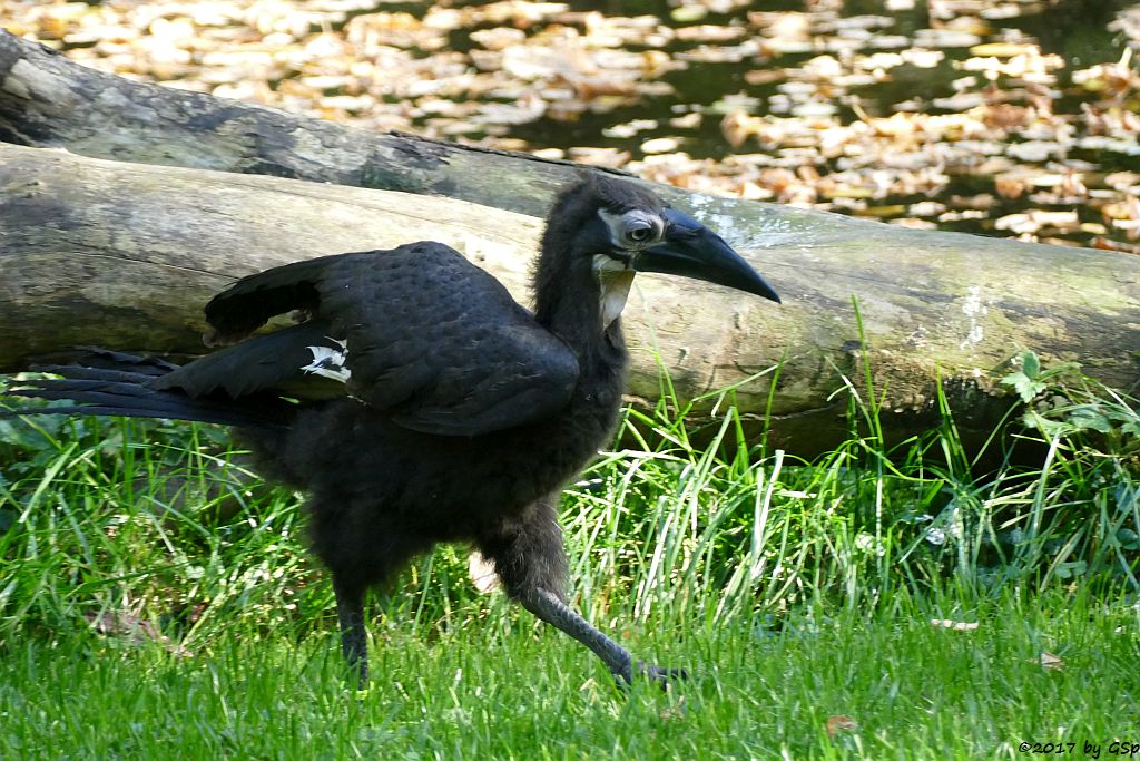 Südlicher Hornrabe (Kaffernhornrabe)