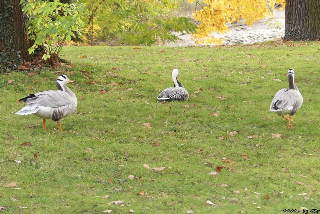 Streifengans (Indische Gans, Indische Streifengans)