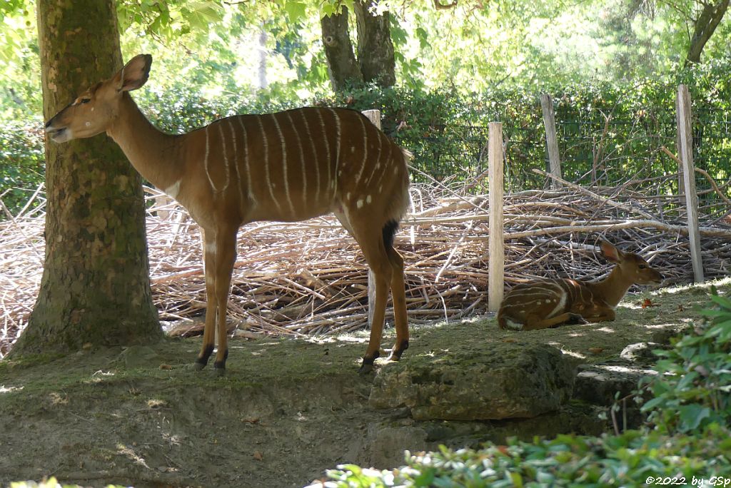 Nyala (Tieflandnyala, Flachlandnyala)