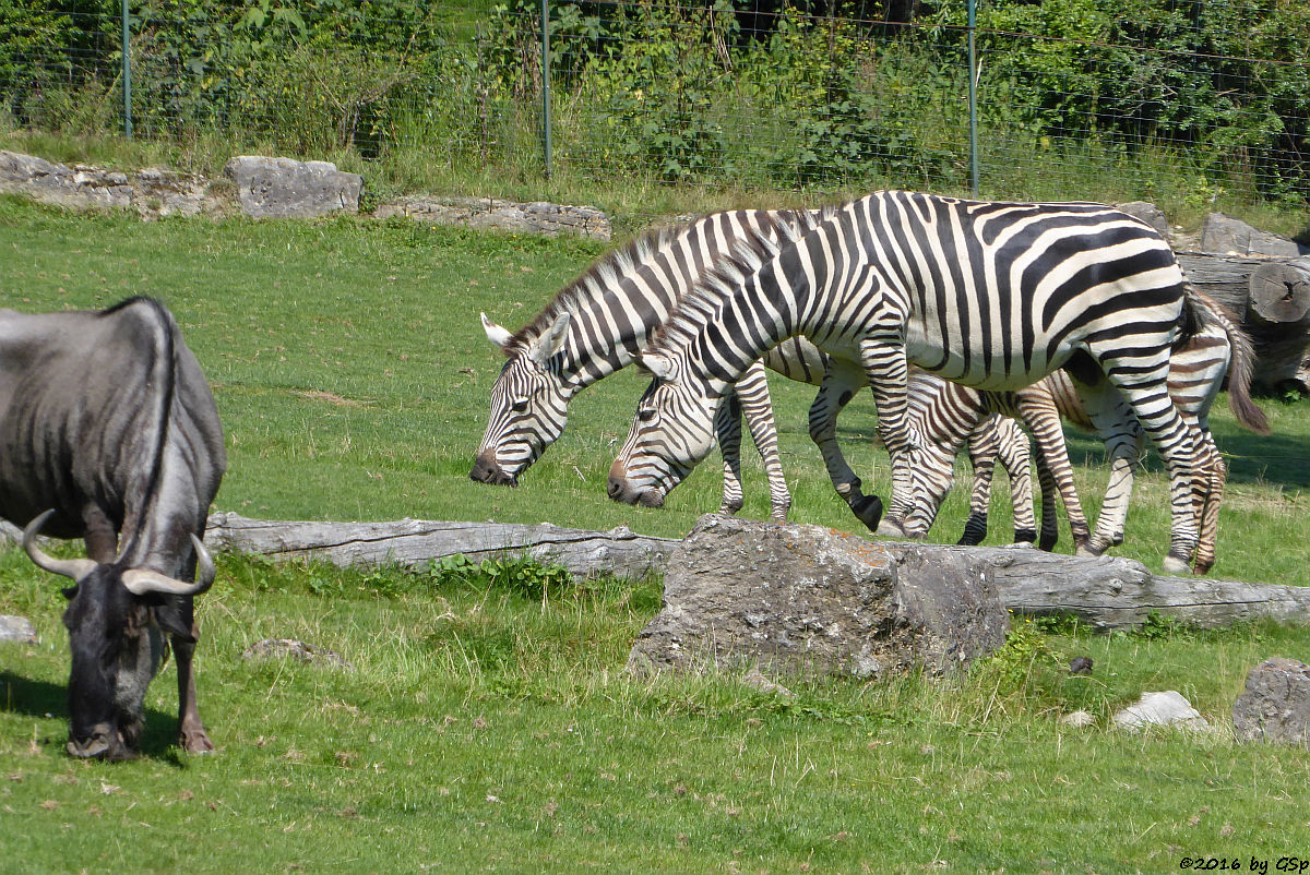 Streifengnu, Böhm-Steppenzebra (Grantzebra)